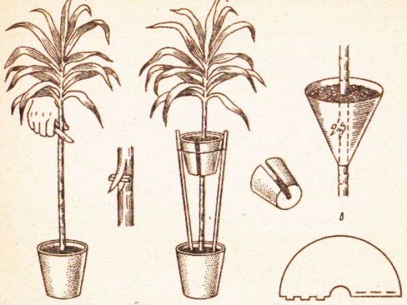 Комнатное растение кротон: посадка, размножение и уход - sadovnikam.ru