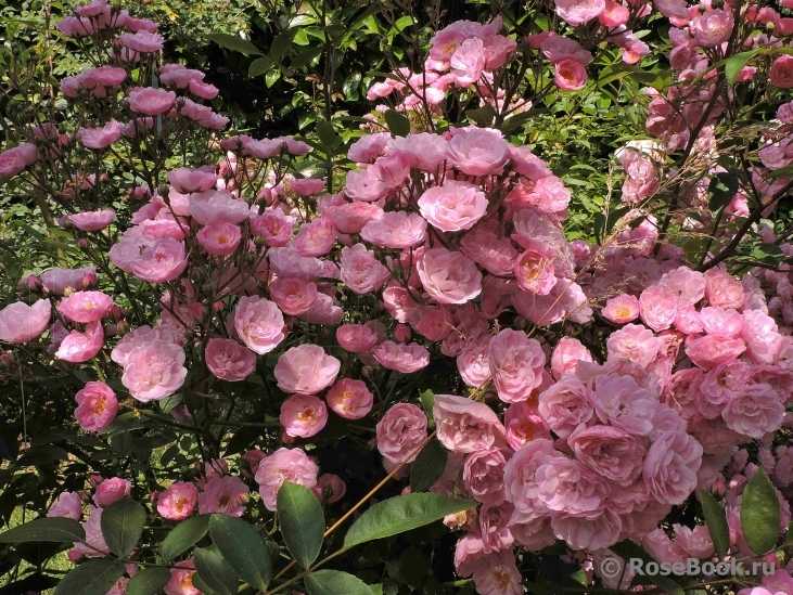 Мускусные розы: лучшие сорта, описание и выращивание