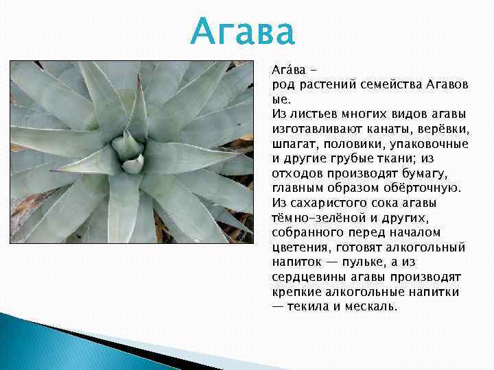 Агава (agave). описание, виды и уход за агавой