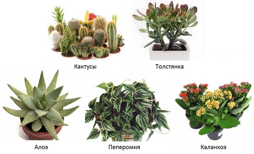 Тенелюбивые и теневыносливые комнатные растения с фото и названиями