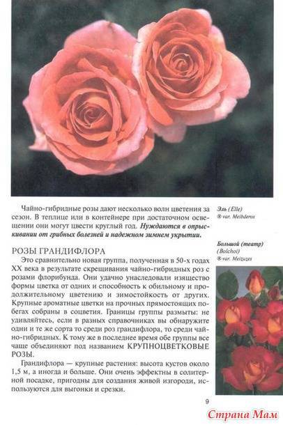 Роза абракадабра: фото и описание сорта, отзывы