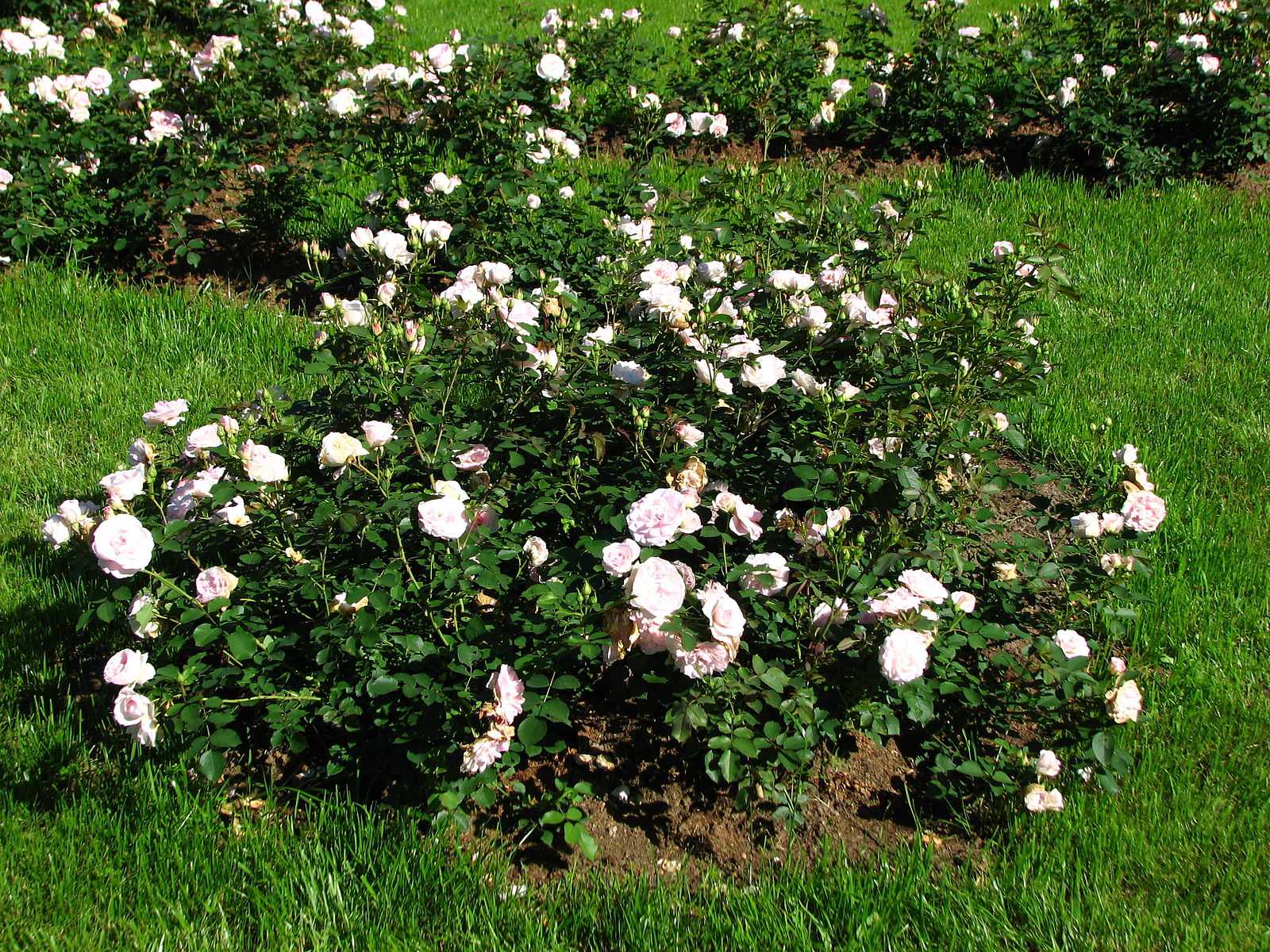 Знакомство с розой шраб: что это такое, сорта, фото, особенности выращивания