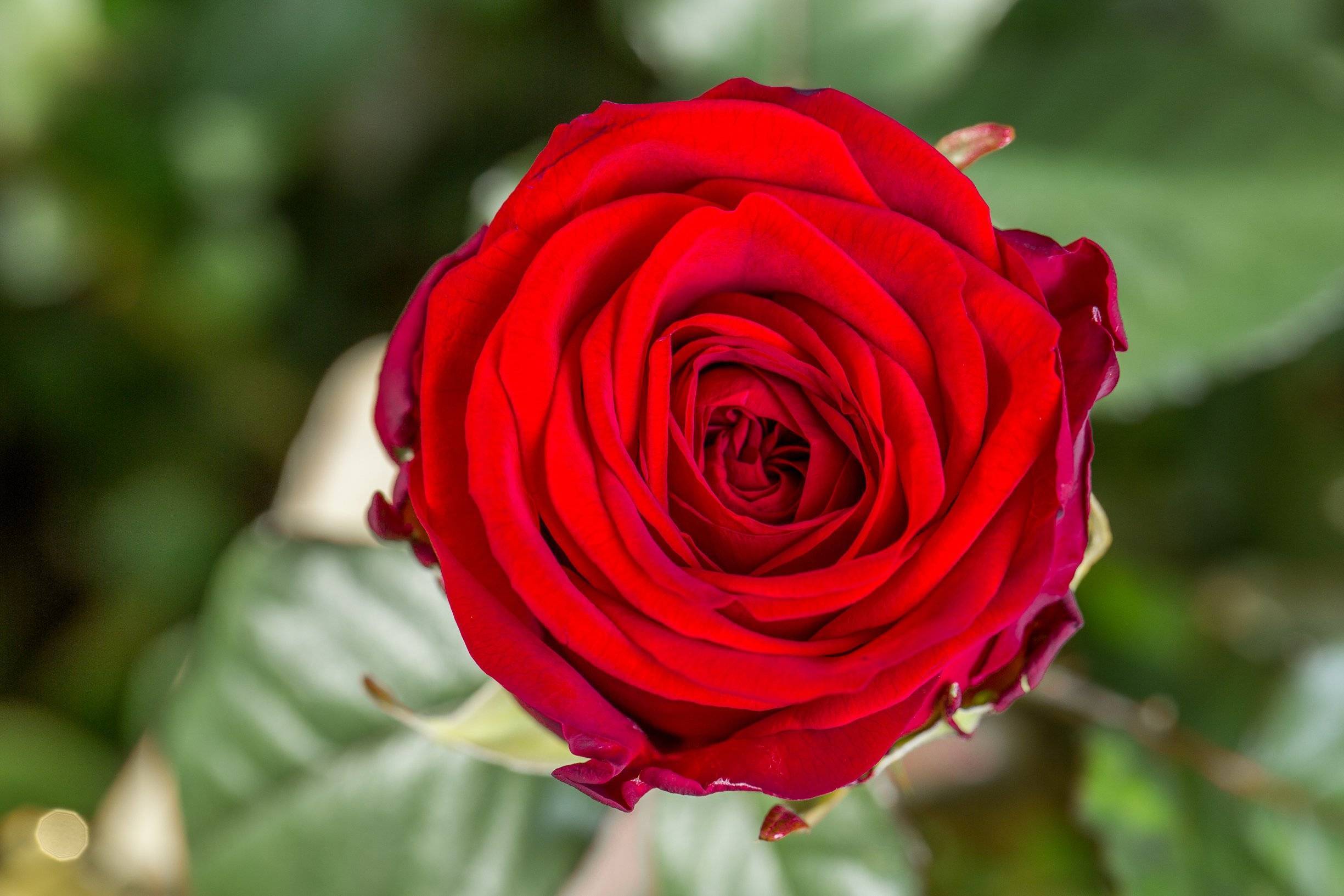 Роза Ред Наоми (Red Naomi) — описание голландского сорта