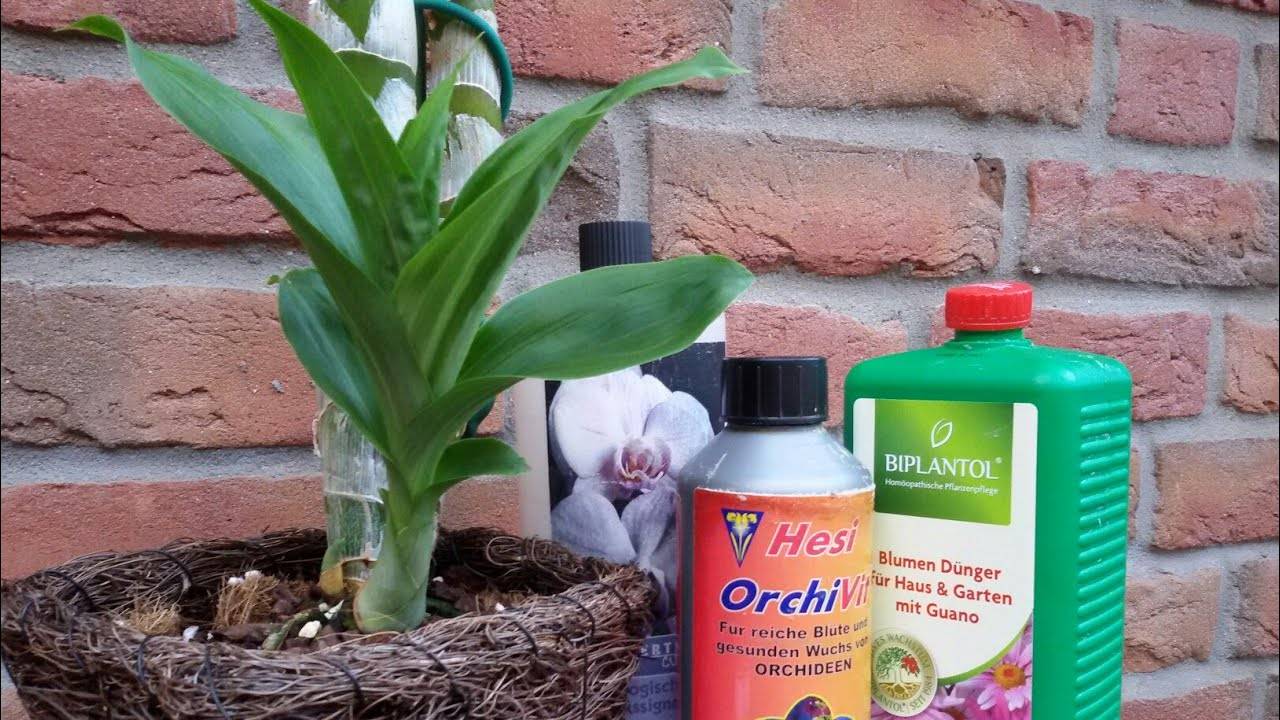 Выбор лучшей подкормки для орхидеи: обзор специальных и народных средств