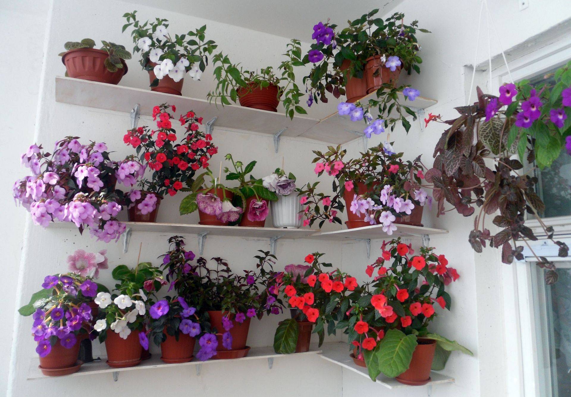 Цветок ахименес: фото и описание, выращивание и уход в домашних условиях, посадка и размножение, сорта |