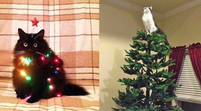 Коты vs елки: топ самых невероятных противостояний