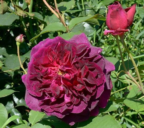 Английские розы: лучшие сорта, уход и выращивание