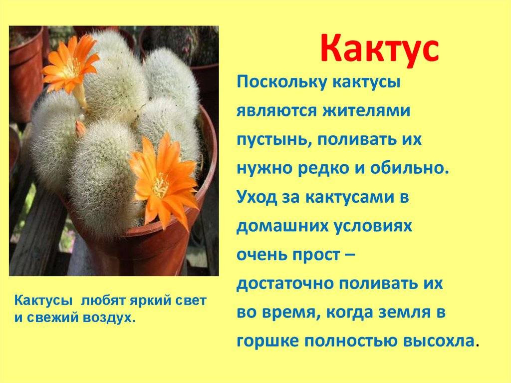 Пушистый кактус эспостоа: описание и уход за растением