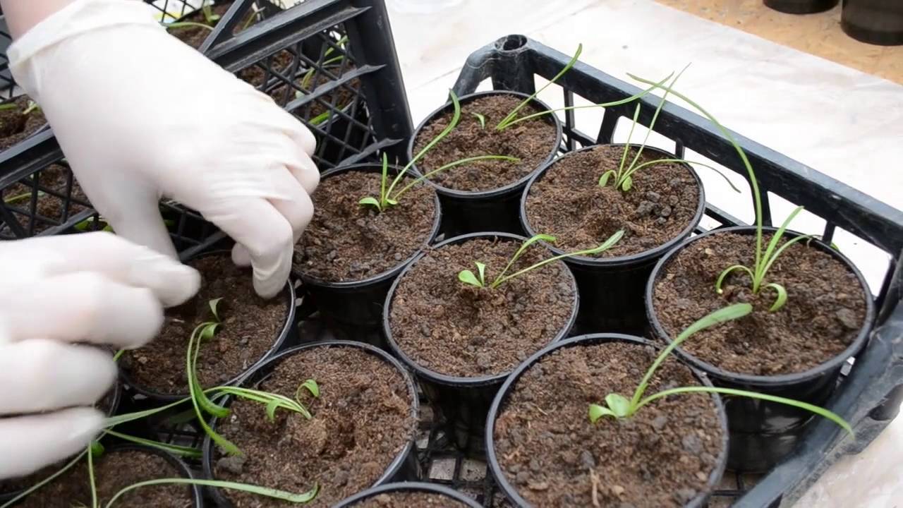 Гацания однолетняя — выращивание из семян сорта, уход когда сажать на рассаду