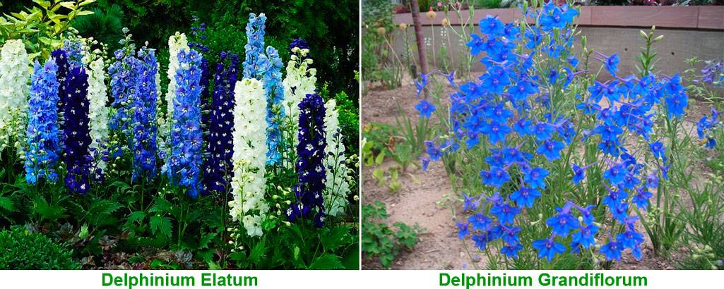 Дельфиниум: посадка и уход при выращивании в саду