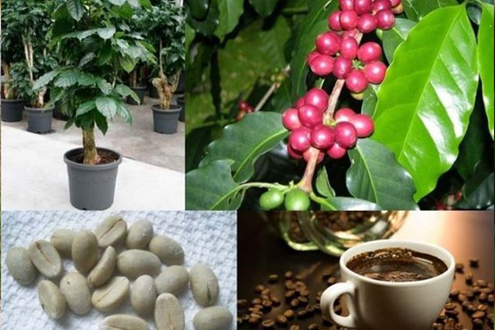 Кофе: выращивание в домашних условиях, в горшке, уход. как вырастить кофе арабика