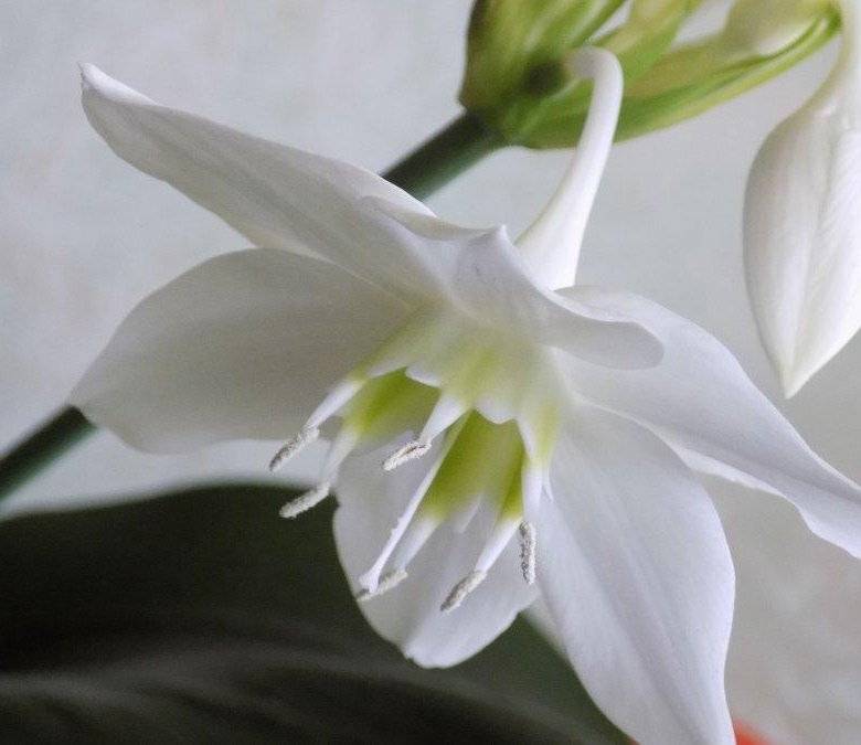 ᐉ цветок эухарис: уход в домашних условиях, фото, пересадка, размножение, почему не цветет - roza-zanoza.ru