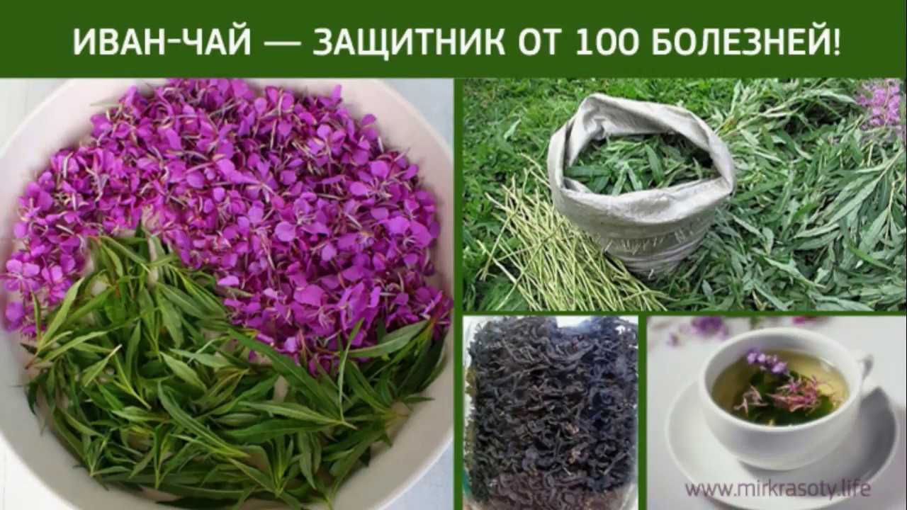 Иван-чай: выращивание, свойства, как собирать и сушить