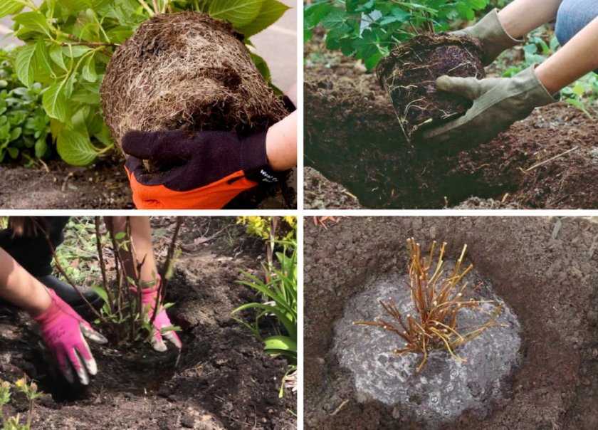 Агротехника выращивания хризантем. правила и уход