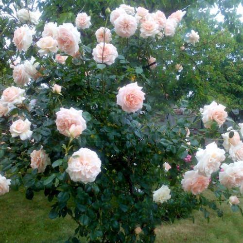 Роза пенни лейн плетистая. чайно-гибридная "пенни лейн". описание: розы penny lane
