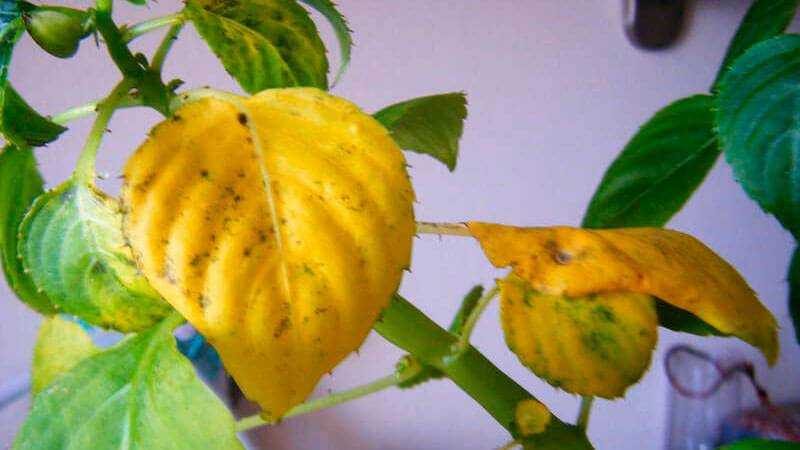 Почему желтеют листья у бальзамина комнатного