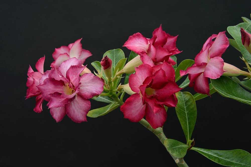 Адениум – великолепная роза пустыни