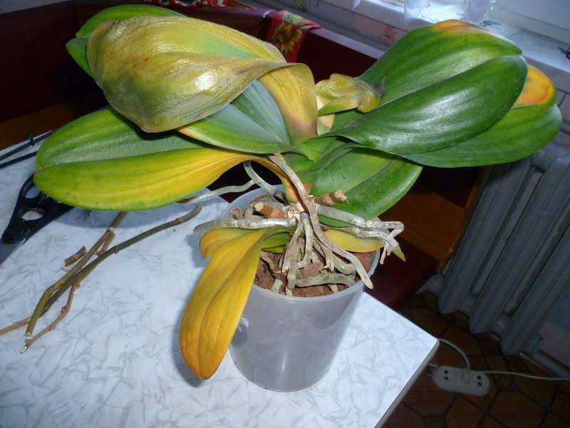Желтеет орхидея: что делать, чтобы не пожелтел весь цветок и как ухаживать после пересадки, а также как спасти, если начали вянуть листья и цветоносы