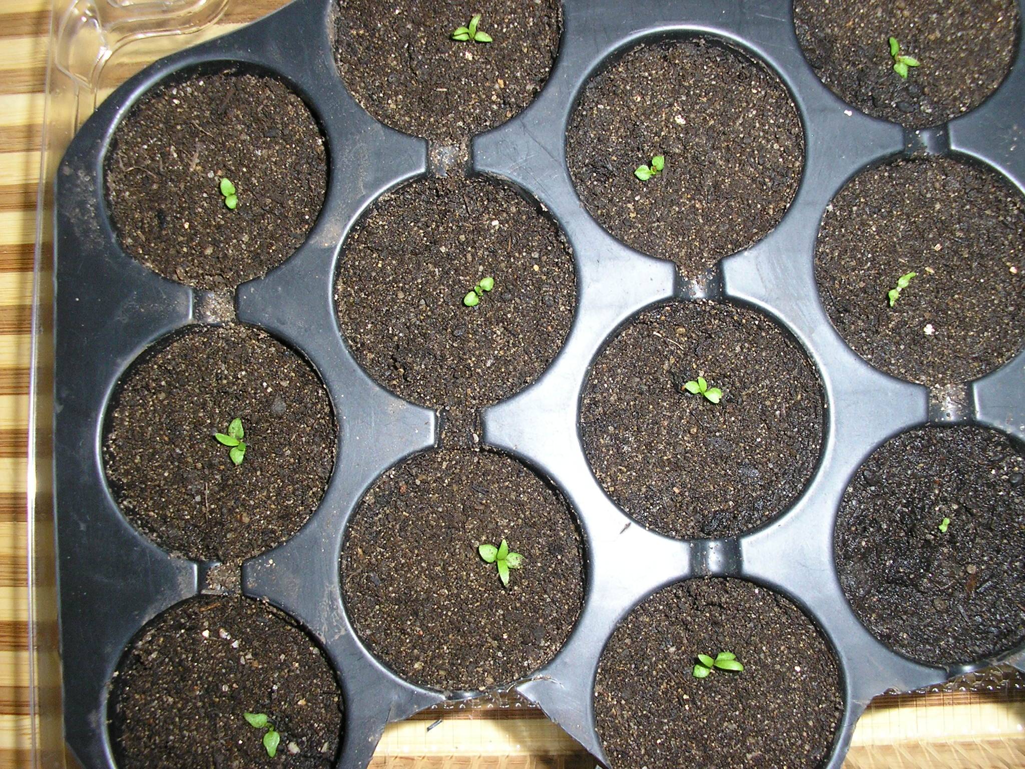 Выращивание гортензии из семян в домашних условиях: как выглядят семена, как собрать и посадить, уход, размножение, фото | сортовед