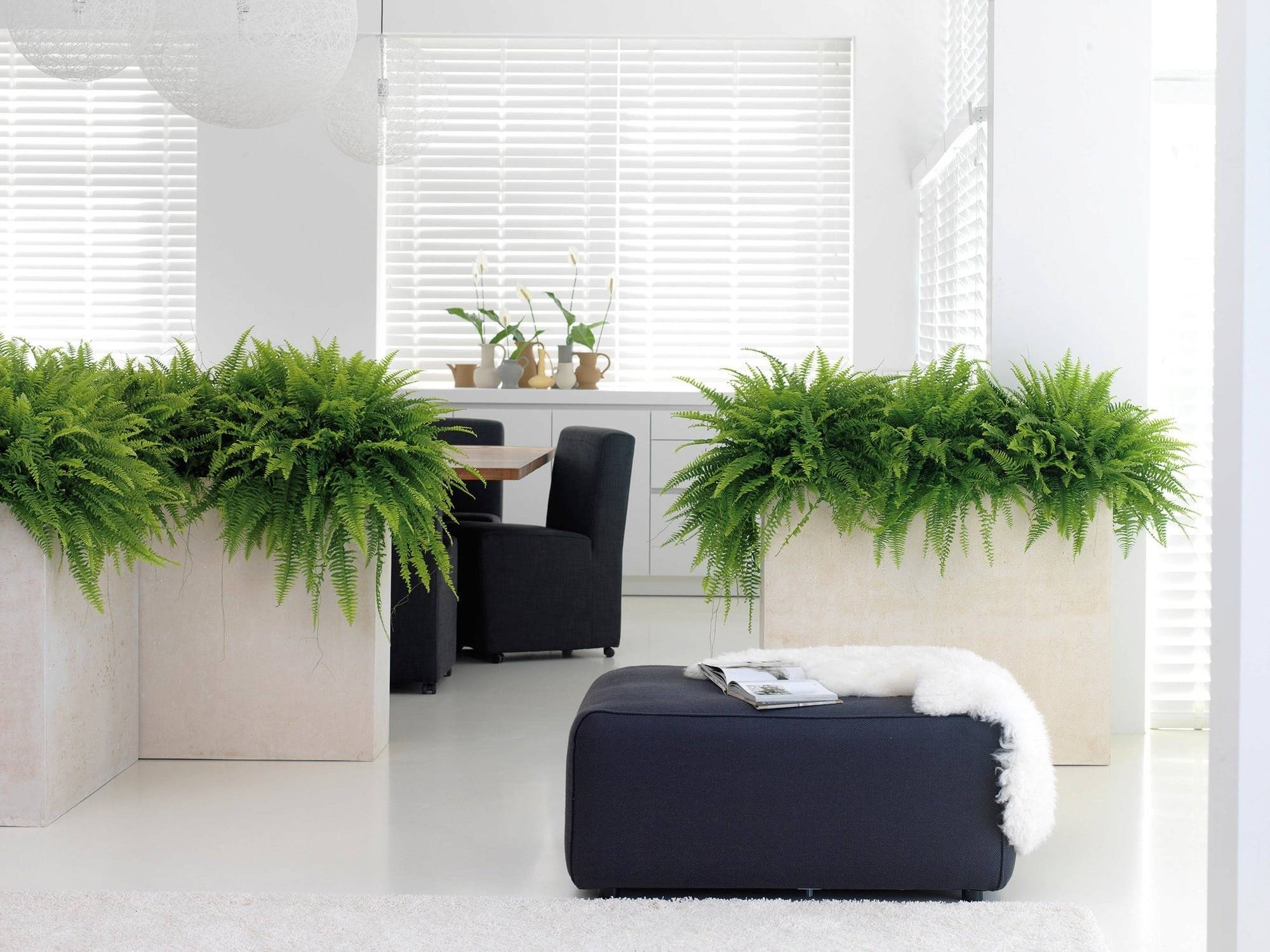 Какие растения подходят для офиса ‒ 4 подборки на любой вкус | городработ.ру
