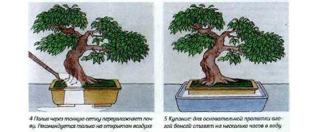 Способы выращивания бонсай