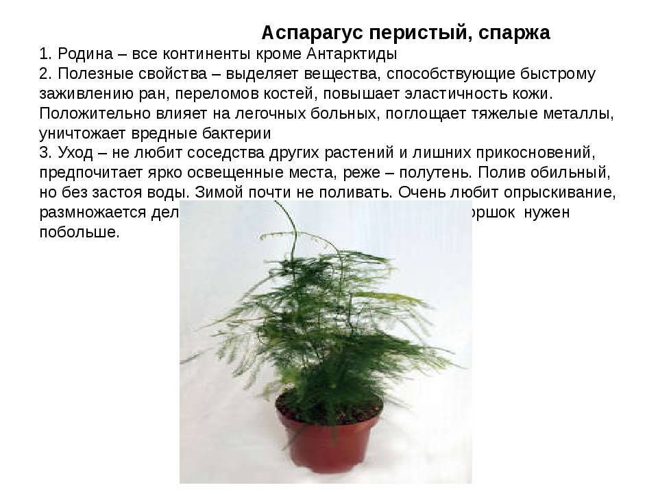 Аспарагус asparagus - описание видов, уход, проблемы выращивания