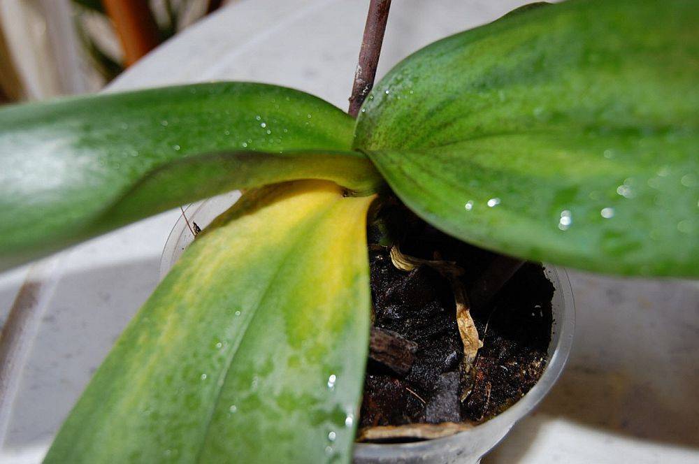 Болезни орхидей|блог об орхидеях