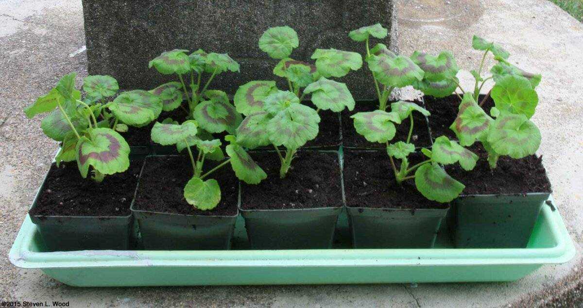 Герань из семян в домашних условиях - как посадить и вырастить
