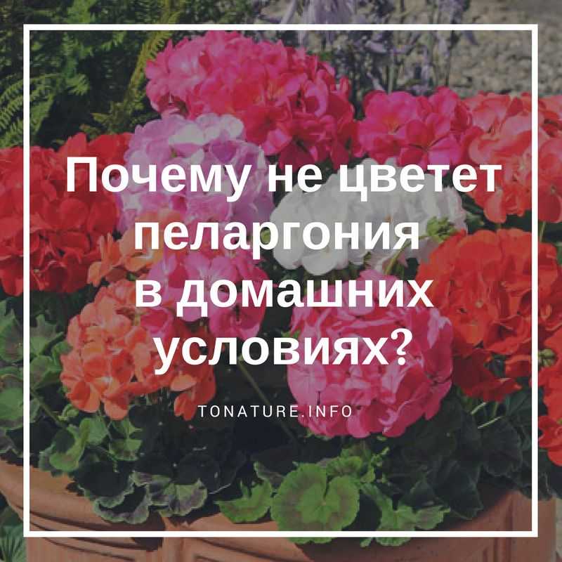 Почему герань не цветет: возможные причины и их решение, особенности полива и удобрения, отзывы - sadovnikam.ru