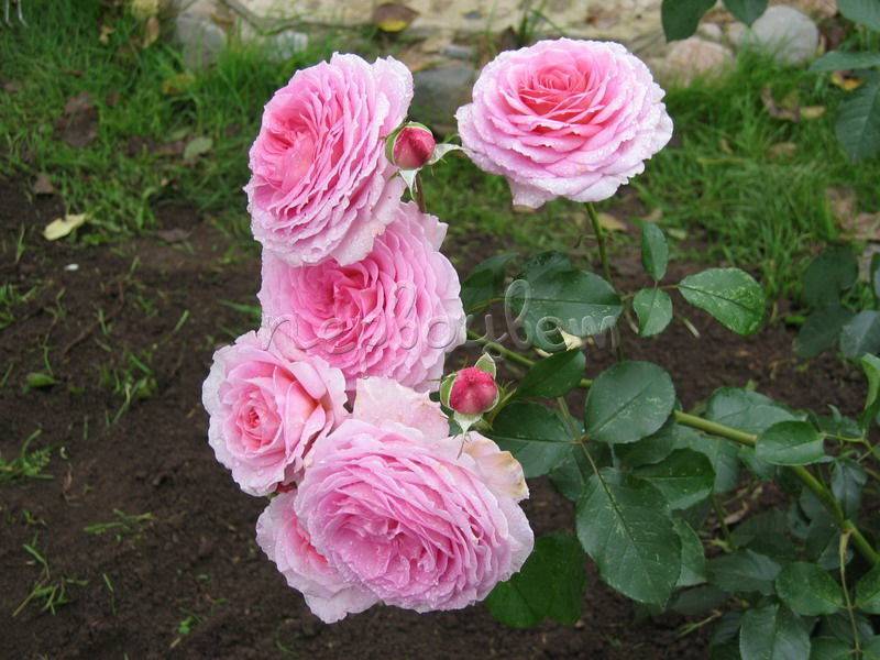 Английские розы в грунте: что это такое, описание лучших парковых сортов с фото - бенджамин бриттен, краун принцесс маргарет, фальстаф - уход в саду, обрезка весной