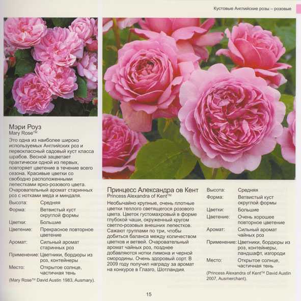 Описание сорта розы флорибунды анжела (angela)