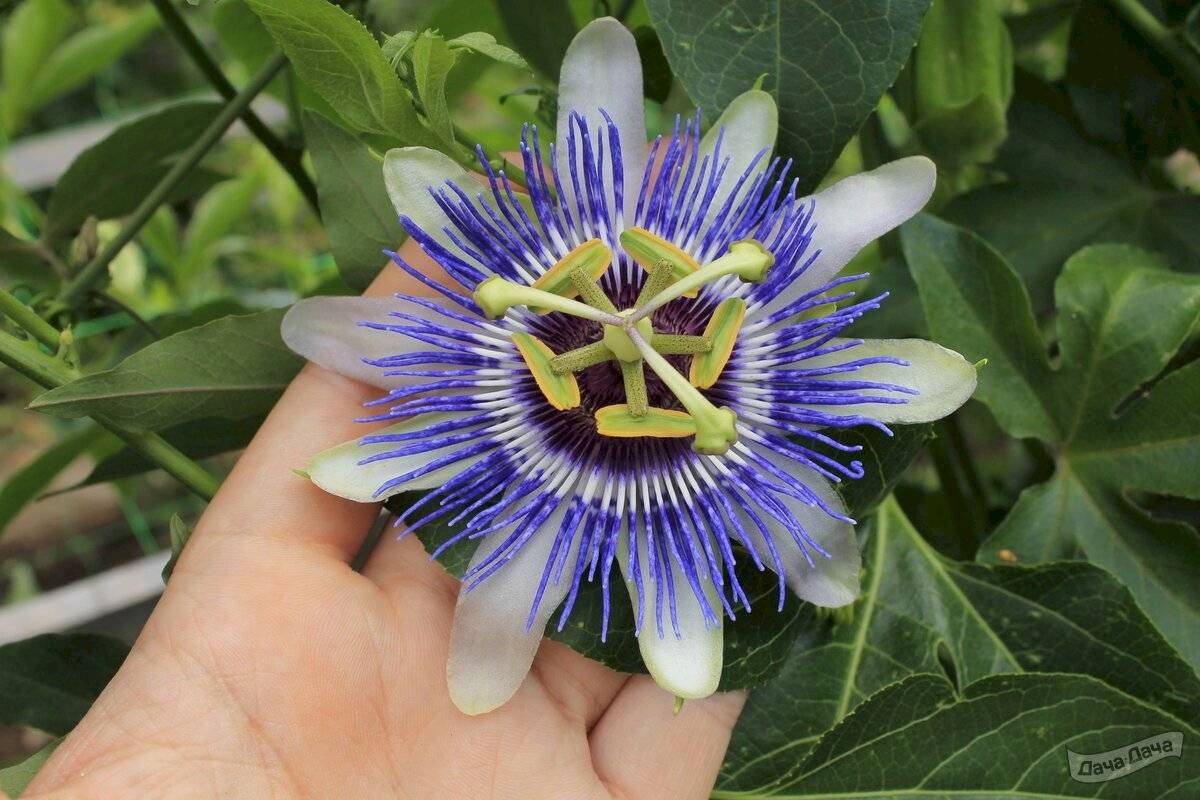 Пассифлора (страстоцвет) — тропический цветок с королевскими запросами