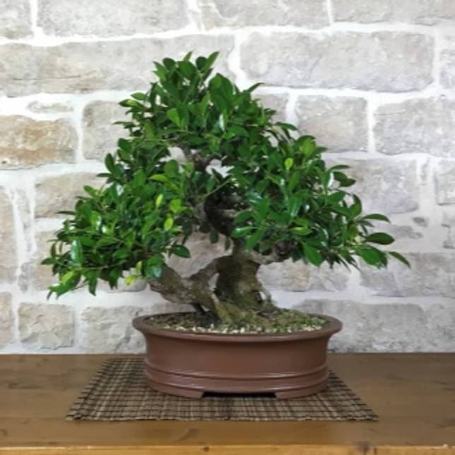 Один из видов фикусов, который пользуется популярностью в качестве дерева бонсай — фикус «притупленный»
