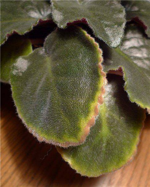 Желтеют листья у фиалки: причины и способы лечения