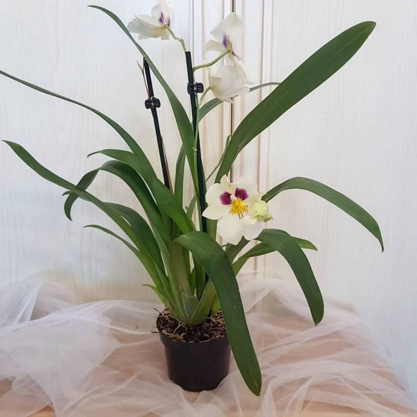 9 поводов влюбиться в орхидею мильтонию и уход в домашних условиях