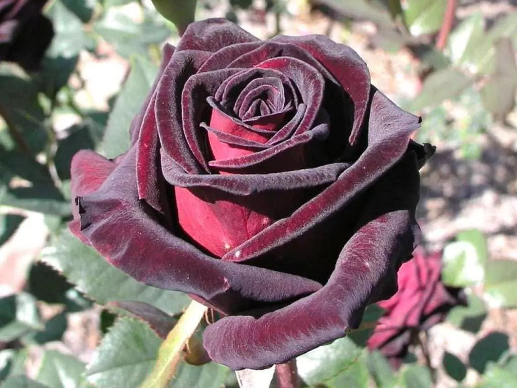 Роза черный принц: фото, описание, отзывы, посадка и уход