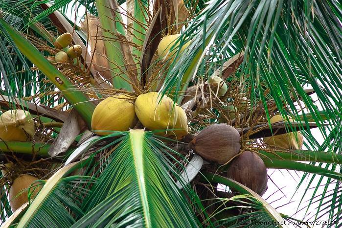Кокосовая пальма: фото, советы и рекомендации по уходу | flori-da.ru