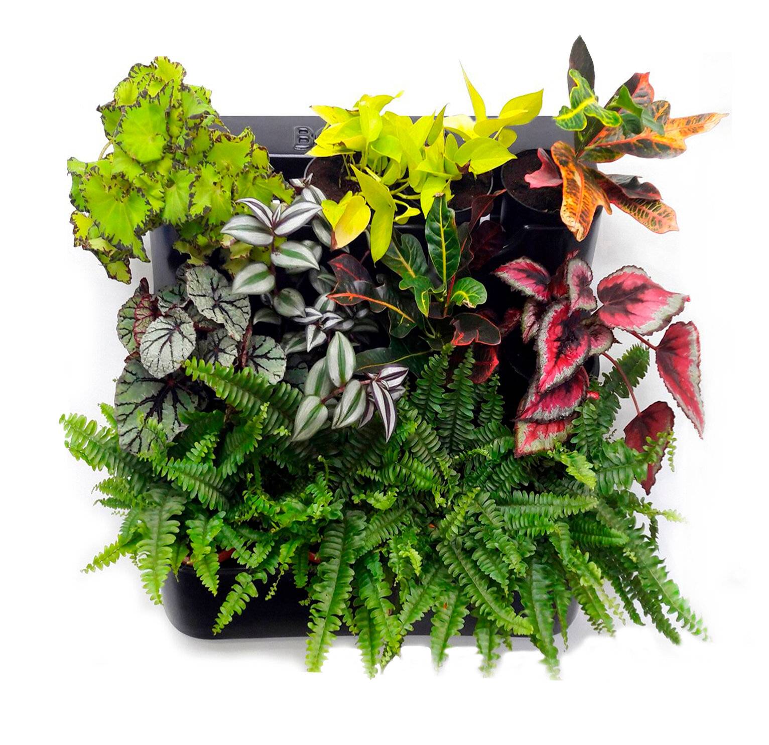 Четыре группы декоративно-лиственных растений в декорировании интерьера