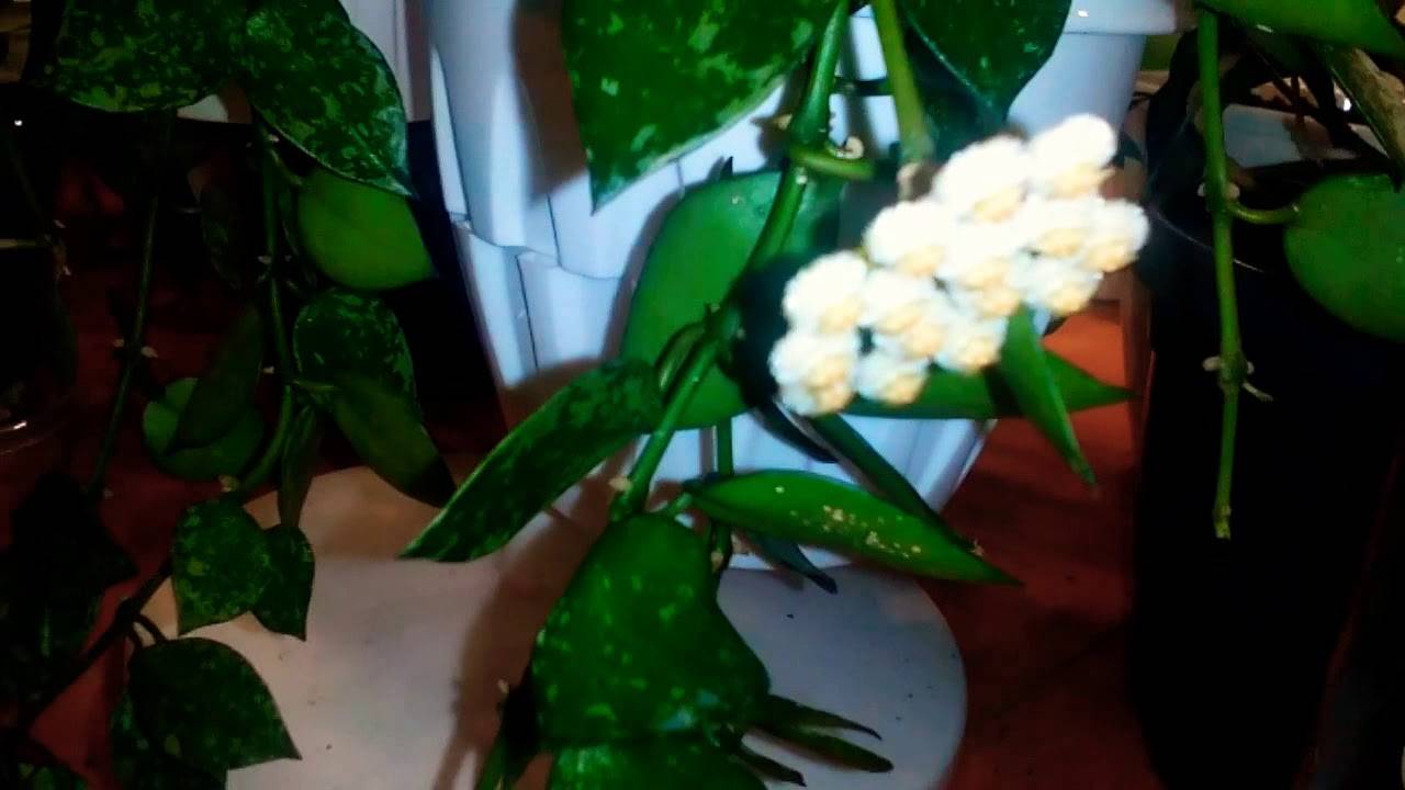 Хойя публикалис или пубикаликс: как называется; сильвер пинк, сплеш, иные виды hoya pubicalyx с фото, уход за корневой системой цветка, нюансы его выращивания selo.guru — интернет портал о сельском хо