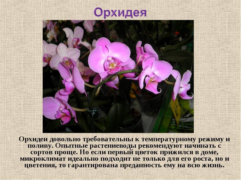 Хитрые цветы, пережившие динозавров: 5 удивительных фактов об орхидеях