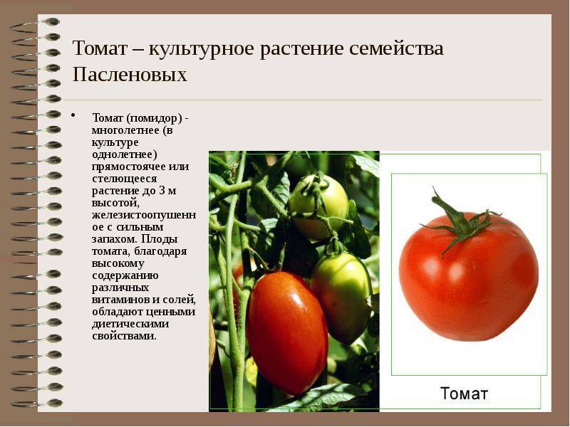 ᐉ растения семейства пасленовые: особенности выращивания, виды – плодовые и декоративные - roza-zanoza.ru