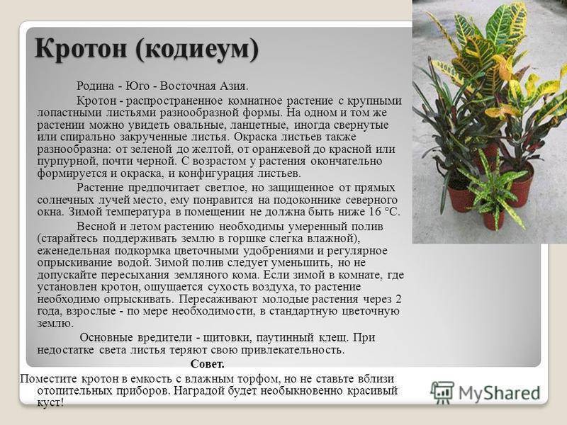 Кротон: уход в домашних условиях, особенности полива, пересадка, фото, отзывы - sadovnikam.ru