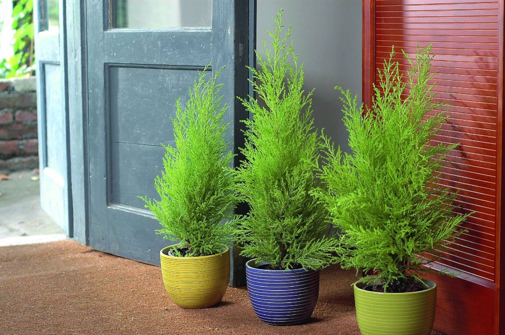 Кипарисовик — лучшее хвойное растение для очищения воздуха в комнатах. уход в домашних условиях. фото — ботаничка