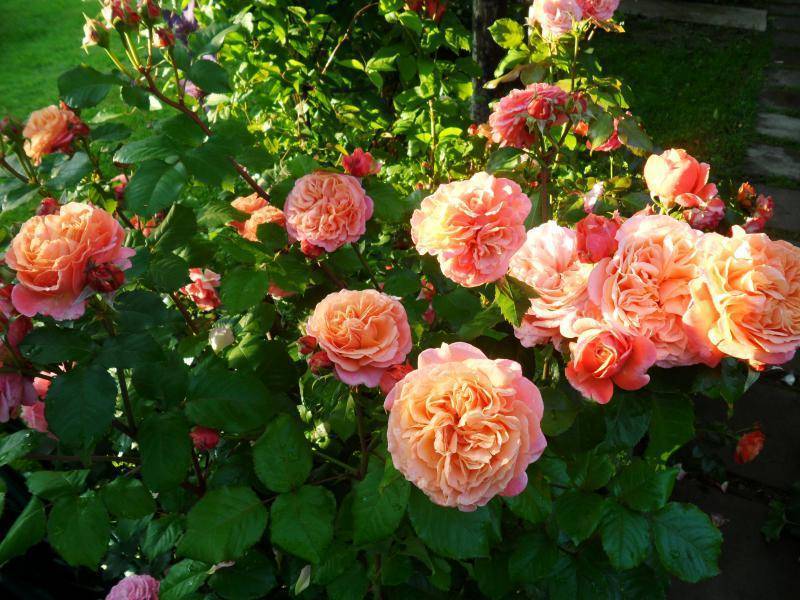 Чиппендейл (роза): описание сорта, выращивание, уход и особенности