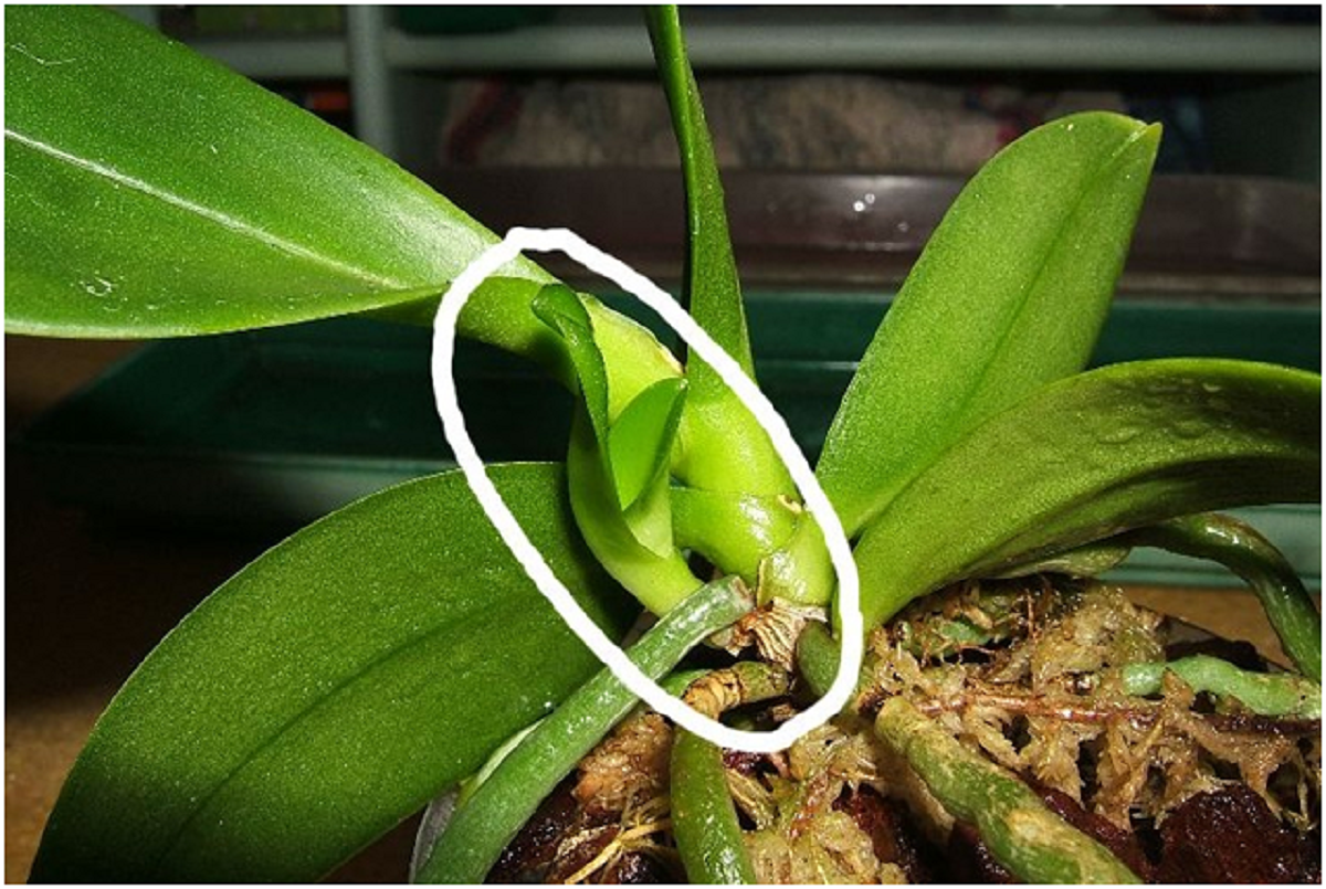 Можно ли размножить орхидею воздушными корнями: для каких видов подходит, другие способы, типичные ошибки в 2023 году на гудгрунт