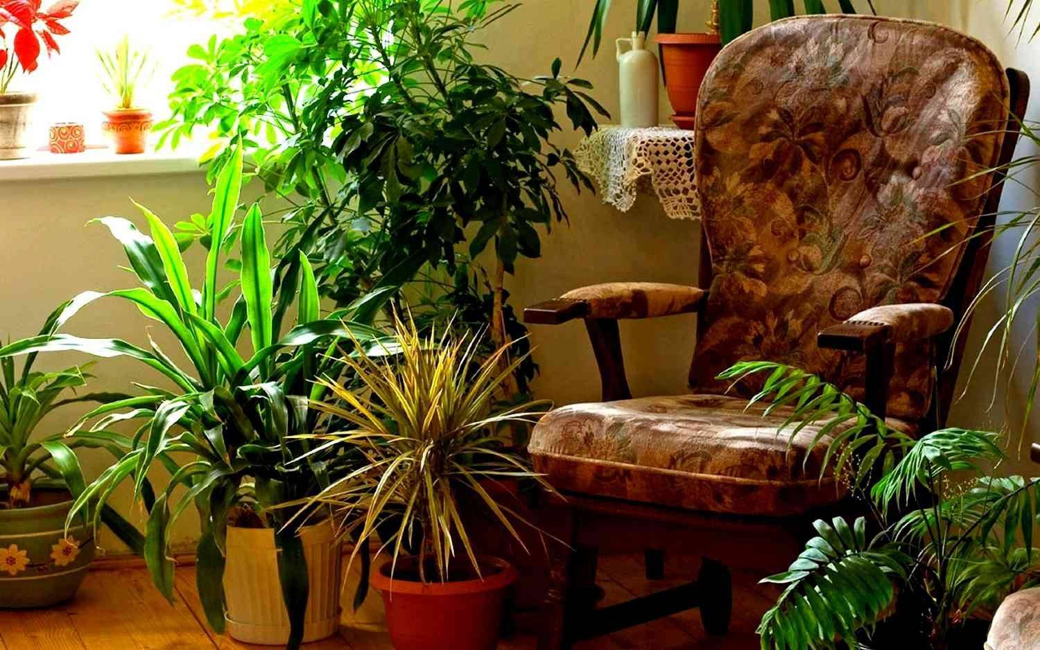 20 примеров украшения комнаты растениями - 60 фото интерьеров