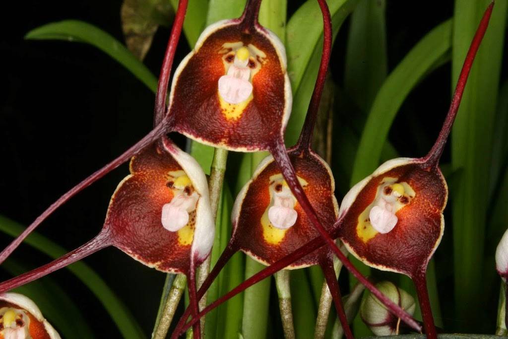 Орхидея дракула: фото, посадка и уход в домашних условиях