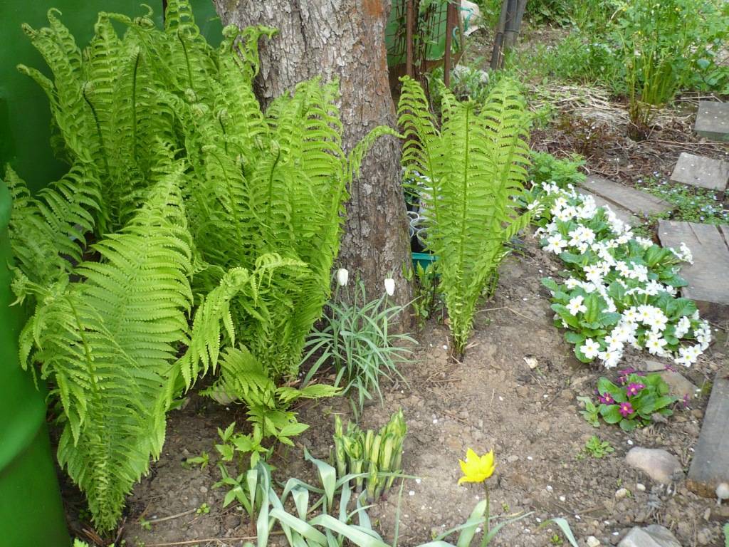 Как посадить и вырастить папоротник из леса на даче: советы