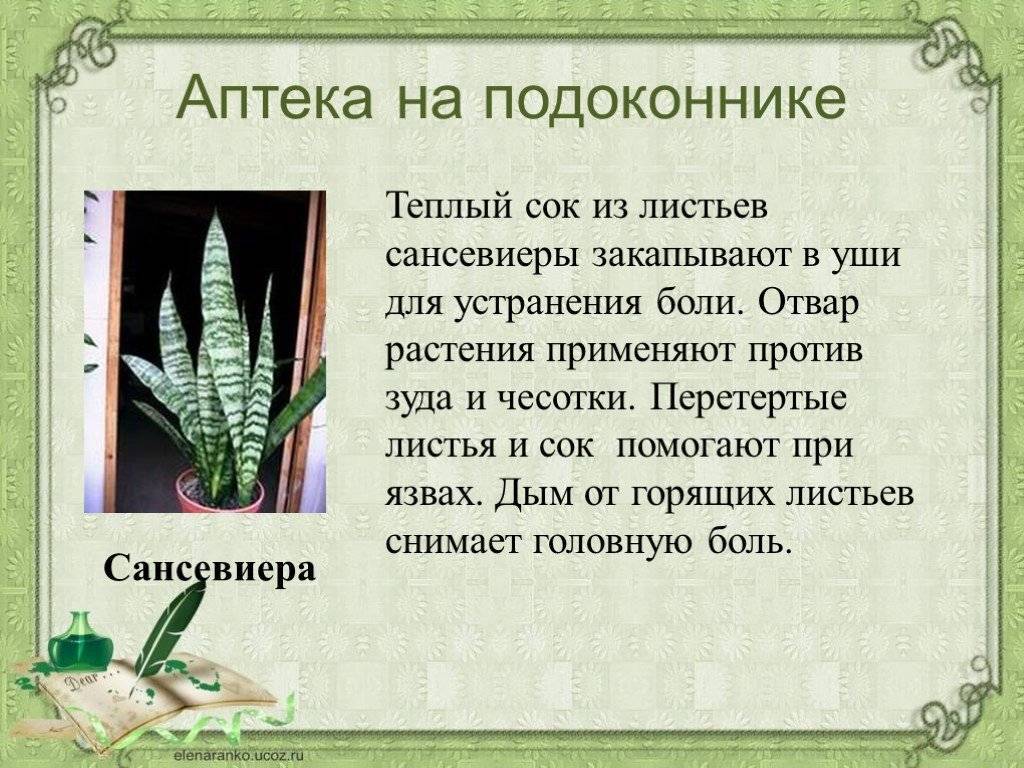 Комнатные лекарственные растения. фото, названия | wikibotanika.ru