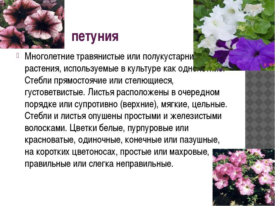 5 правил обильного цветения петуний. выбор сорта, условия, уход, формирование и обрезка. фото — ботаничка